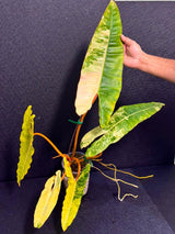 Variegated Billietiae Philodendron Live Plant - Super Rare Collector Plant - Big Leaf Rare Unique Plant - Exact Same Plant - US Seller