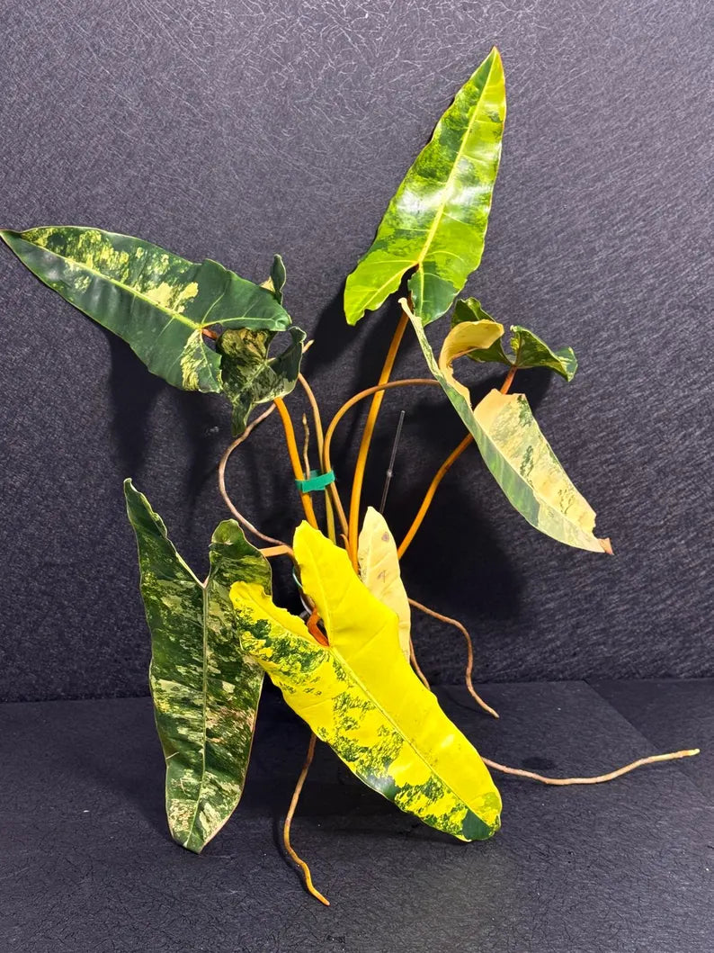 Variegated Billietiae Philodendron Live Plant - Super Rare Collector Plant - Big Leaf Rare Unique Plant - Exact Same Plant - US Seller
