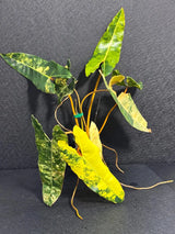 Variegated Billietiae Philodendron Live Plant - Super Rare Collector Plant - Big Leaf Rare Unique Plant - Exact Same Plant - US Seller
