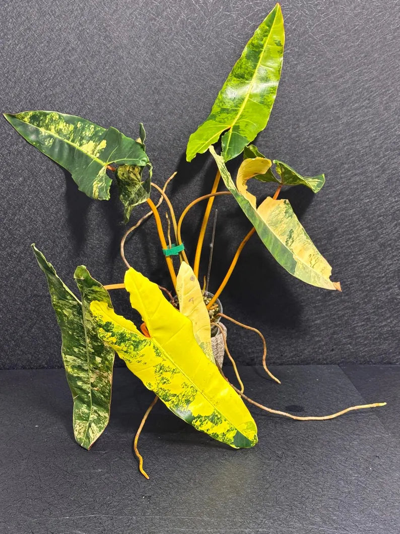 Variegated Billietiae Philodendron Live Plant - Super Rare Collector Plant - Big Leaf Rare Unique Plant - Exact Same Plant - US Seller