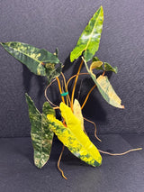 Variegated Billietiae Philodendron Live Plant - Super Rare Collector Plant - Big Leaf Rare Unique Plant - Exact Same Plant - US Seller