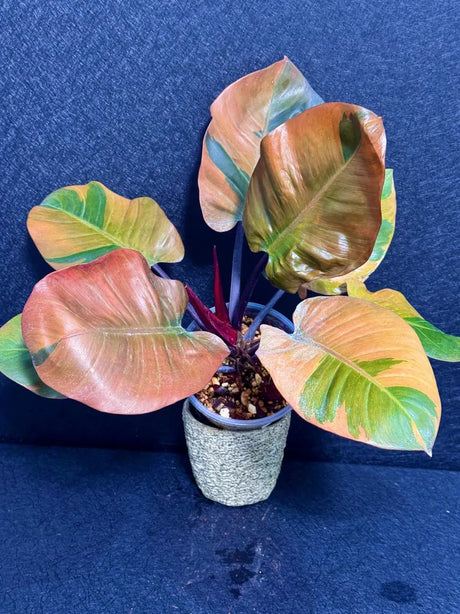 Rare Philodendron Orange Princess Galaxy Live Plant – Large Form - Variegated Aroid – Exotic Collector Indoor Plant - Exact Plant- US Seller