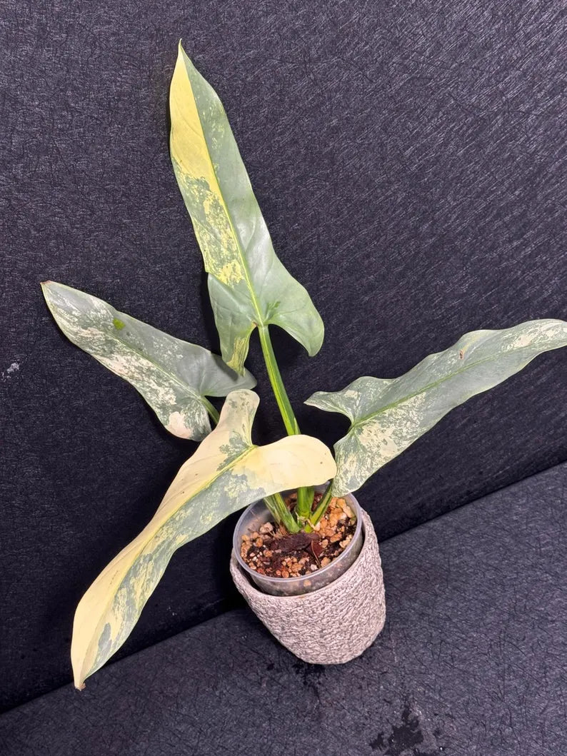 Super Rare Philodendron Silver Sword Variegated Plant - Collectors Plant - Rare Variegated Aroid Live Plant - Exact Same Plant - Us Seller