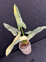 Super Rare Philodendron Silver Sword Variegated Plant - Collectors Plant - Rare Variegated Aroid Live Plant - Exact Same Plant - Us Seller