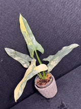 Super Rare Philodendron Silver Sword Variegated Plant - Collectors Plant - Rare Variegated Aroid Live Plant - Exact Same Plant - Us Seller
