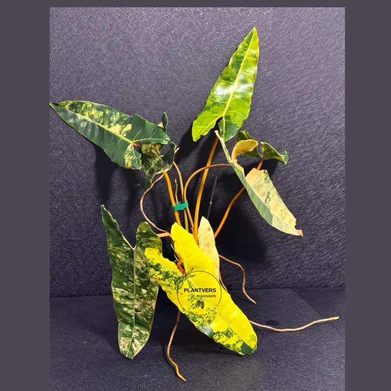 Variegated Billietiae Philodendron Live Plant - Super Rare Collector Plant - Big Leaf Rare Unique Plant - Exact Same Plant - US Seller