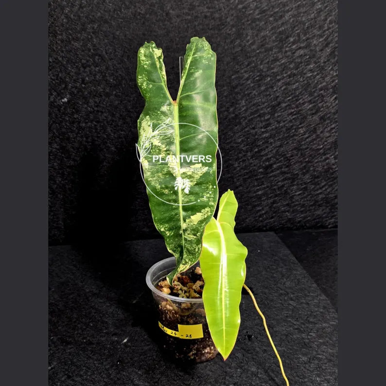 Variegated Billietiae Philodendron Live Plant - Super Rare Collector Plant - Big Leaf Rare Unique Plant - Exact Same Plant - US Seller