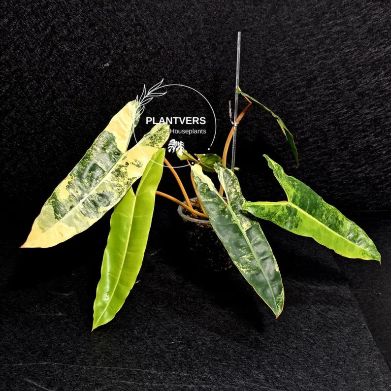 Variegated Billietiae Philodendron Live Plant - Super Rare Collector Plant - Big Leaf Rare Unique Plant - Exact Same Plant - US Seller