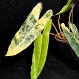 Variegated Billietiae Philodendron Live Plant - Super Rare Collector Plant - Big Leaf Rare Unique Plant - Exact Same Plant - US Seller