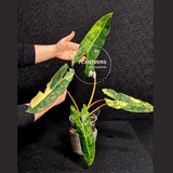 Variegated Billietiae Philodendron Live Plant - Super Rare Collector Plant - Big Leaf Rare Unique Plant - Exact Same Plant - US Seller