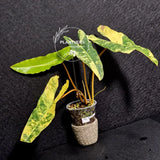Variegated Billietiae Philodendron Live Plant - Super Rare Collector Plant - Big Leaf Rare Unique Plant - Exact Same Plant - US Seller