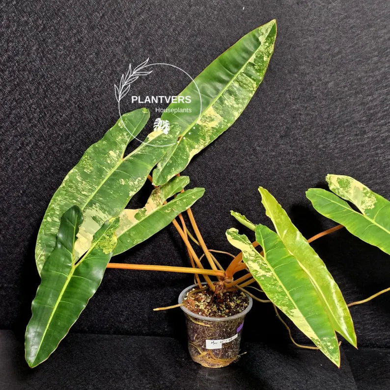 Variegated Billietiae Philodendron Live Plant - Super Rare Collector Plant - Big Leaf Rare Unique Plant - Exact Same Plant - US Seller