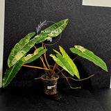 Variegated Billietiae Philodendron Live Plant - Super Rare Collector Plant - Big Leaf Rare Unique Plant - Exact Same Plant - US Seller
