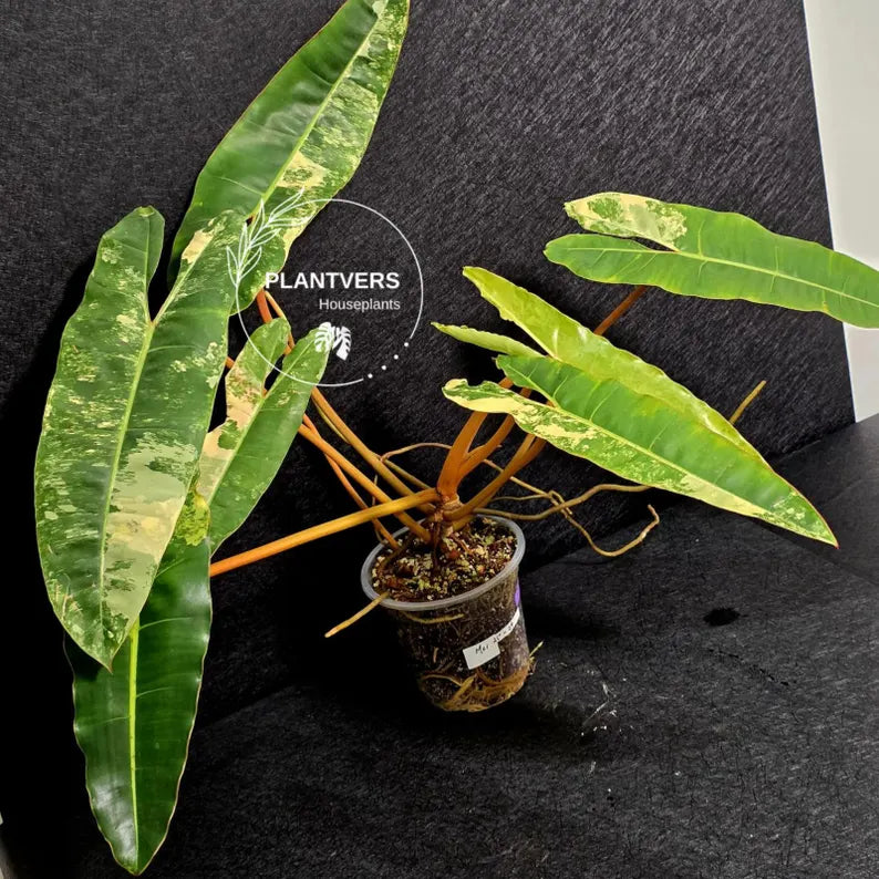 Variegated Billietiae Philodendron Live Plant - Super Rare Collector Plant - Big Leaf Rare Unique Plant - Exact Same Plant - US Seller