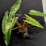 Variegated Billietiae Philodendron Live Plant - Super Rare Collector Plant - Big Leaf Rare Unique Plant - Exact Same Plant - US Seller