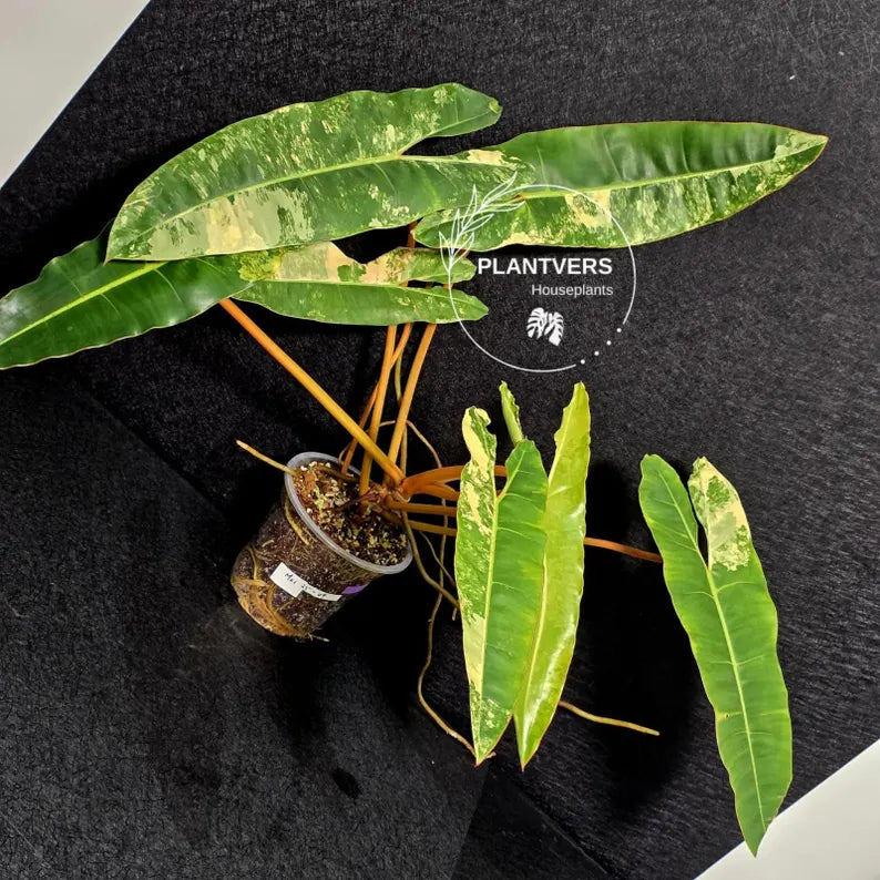 Variegated Billietiae Philodendron Live Plant - Super Rare Collector Plant - Big Leaf Rare Unique Plant - Exact Same Plant - US Seller