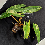 Variegated Billietiae Philodendron Live Plant - Super Rare Collector Plant - Big Leaf Rare Unique Plant - Exact Same Plant - US Seller