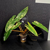 Variegated Billietiae Philodendron Live Plant - Super Rare Collector Plant - Big Leaf Rare Unique Plant - Exact Same Plant - US Seller