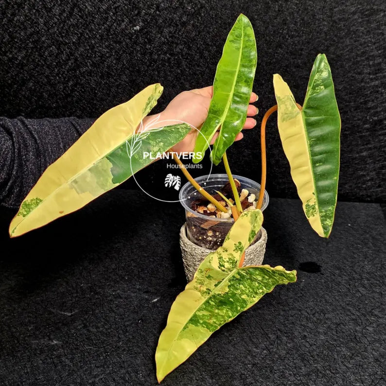 Variegated Billietiae Philodendron Live Plant - Super Rare Collector Plant - Big Leaf Rare Unique Plant - Exact Same Plant - US Seller