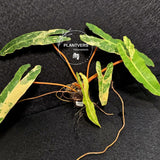 Variegated Billietiae Philodendron Live Plant - Super Rare Collector Plant - Big Leaf Rare Unique Plant - Exact Same Plant - US Seller