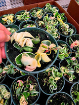 Variegated Hindu Rope Hoya in 4" Pot - Hoya Carnosa Compacta Variegata - Rare Indoor Plant - Curling Rope Plant - Gifts on SALE