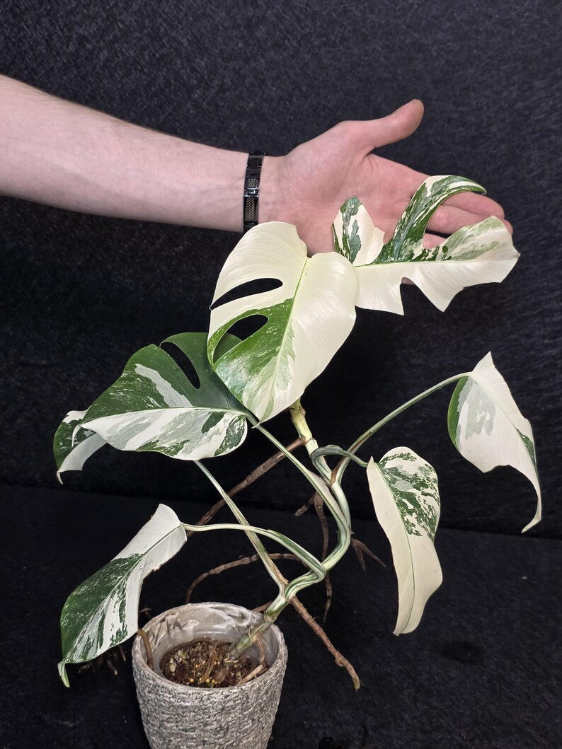 Variegated Monstera Albo Live Plant - Rare White Monstera Borsigiana - Beginners Plant - EXACT Same Plant - US Seller