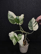 Variegated Monstera Albo - Rare White Monstera Borsigiana Baby Plant - EXACT Plant - US Seller