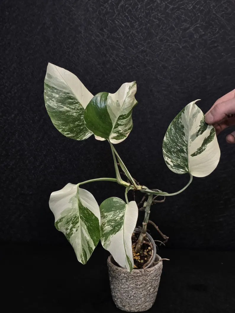 Variegated Monstera Albo - Rare White Monstera Borsigiana Baby Plant - EXACT Plant - US Seller
