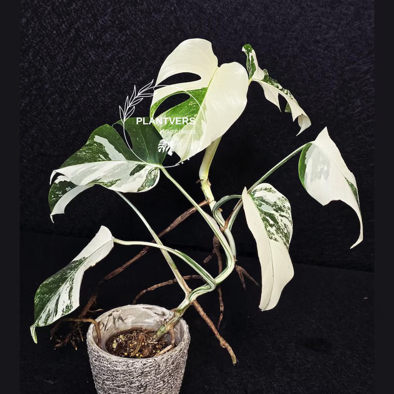 Variegated Monstera Albo Live Plant - Rare White Monstera Borsigiana - Beginners Plant - EXACT Same Plant - US Seller