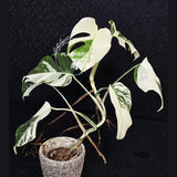 Variegated Monstera Albo Live Plant - Rare White Monstera Borsigiana - Beginners Plant - EXACT Same Plant - US Seller