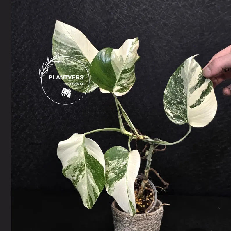 Variegated Monstera Albo - Rare White Monstera Borsigiana Baby Plant - EXACT Plant - US Seller