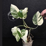 Variegated Monstera Albo - Rare White Monstera Borsigiana Baby Plant - EXACT Plant - US Seller