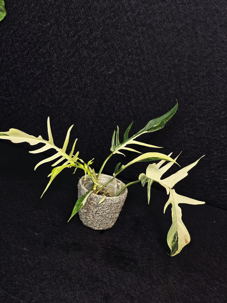 Rare Variegated Philodendron Florida Beauty x Tortum Live Plant - Split Leaf Aroid - Exotic Indoor Plant - Hybrid Aroid - US Seller