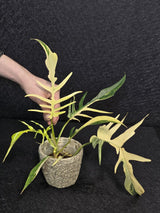 Rare Variegated Philodendron Florida Beauty x Tortum Live Plant - Split Leaf Aroid - Exotic Indoor Plant - Hybrid Aroid - US Seller