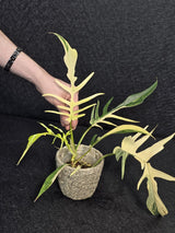 Rare Variegated Philodendron Florida Beauty x Tortum Live Plant - Split Leaf Aroid - Exotic Indoor Plant - Hybrid Aroid - US Seller