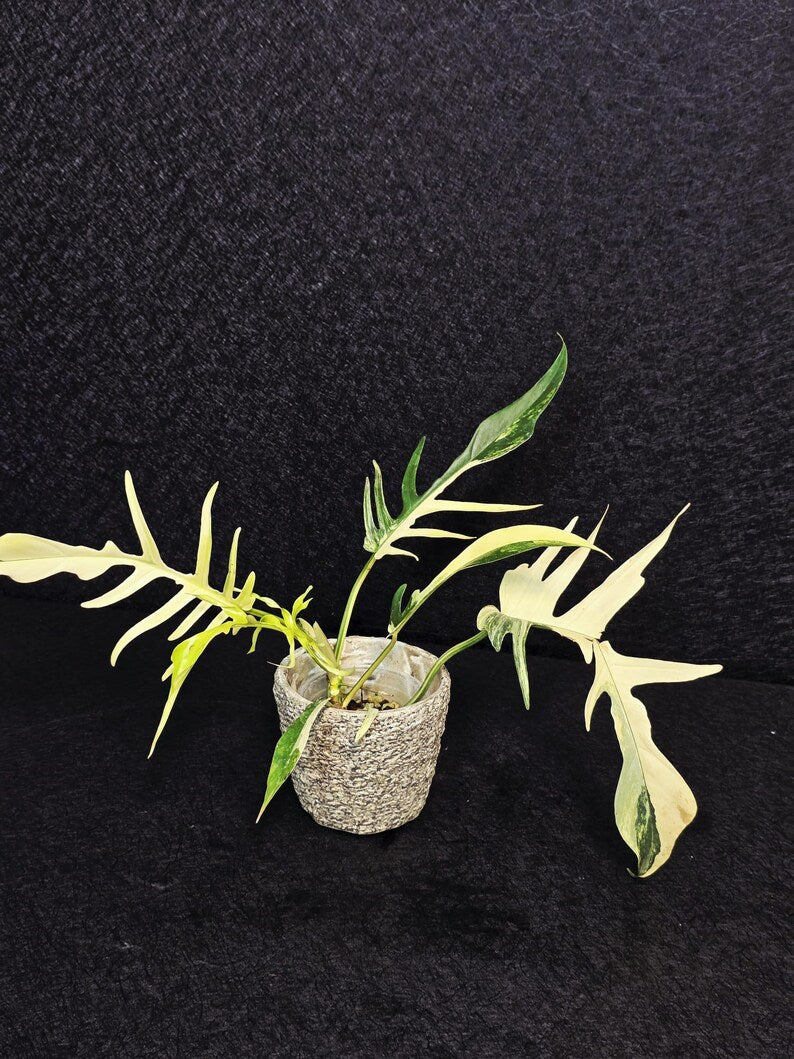 Rare Variegated Philodendron Florida Beauty x Tortum Live Plant - Split Leaf Aroid - Exotic Indoor Plant - Hybrid Aroid - US Seller