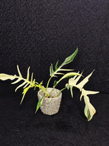 Rare Variegated Philodendron Florida Beauty x Tortum Live Plant - Split Leaf Aroid - Exotic Indoor Plant - Hybrid Aroid - US Seller