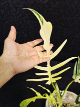 Rare Variegated Philodendron Florida Beauty x Tortum Live Plant - Split Leaf Aroid - Exotic Indoor Plant - Hybrid Aroid - US Seller
