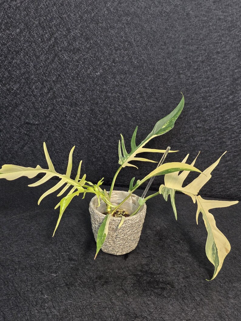 Rare Variegated Philodendron Florida Beauty x Tortum Live Plant - Split Leaf Aroid - Exotic Indoor Plant - Hybrid Aroid - US Seller