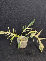 Rare Variegated Philodendron Florida Beauty x Tortum Live Plant - Split Leaf Aroid - Exotic Indoor Plant - Hybrid Aroid - US Seller
