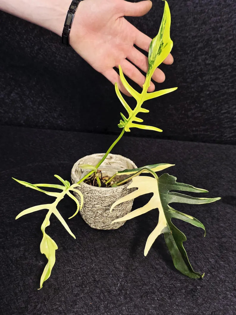 Rare Variegated Philodendron Florida Beauty x Tortum Live Plant - Split Leaf Aroid - Exotic Indoor Plant - Hybrid Aroid - US Seller