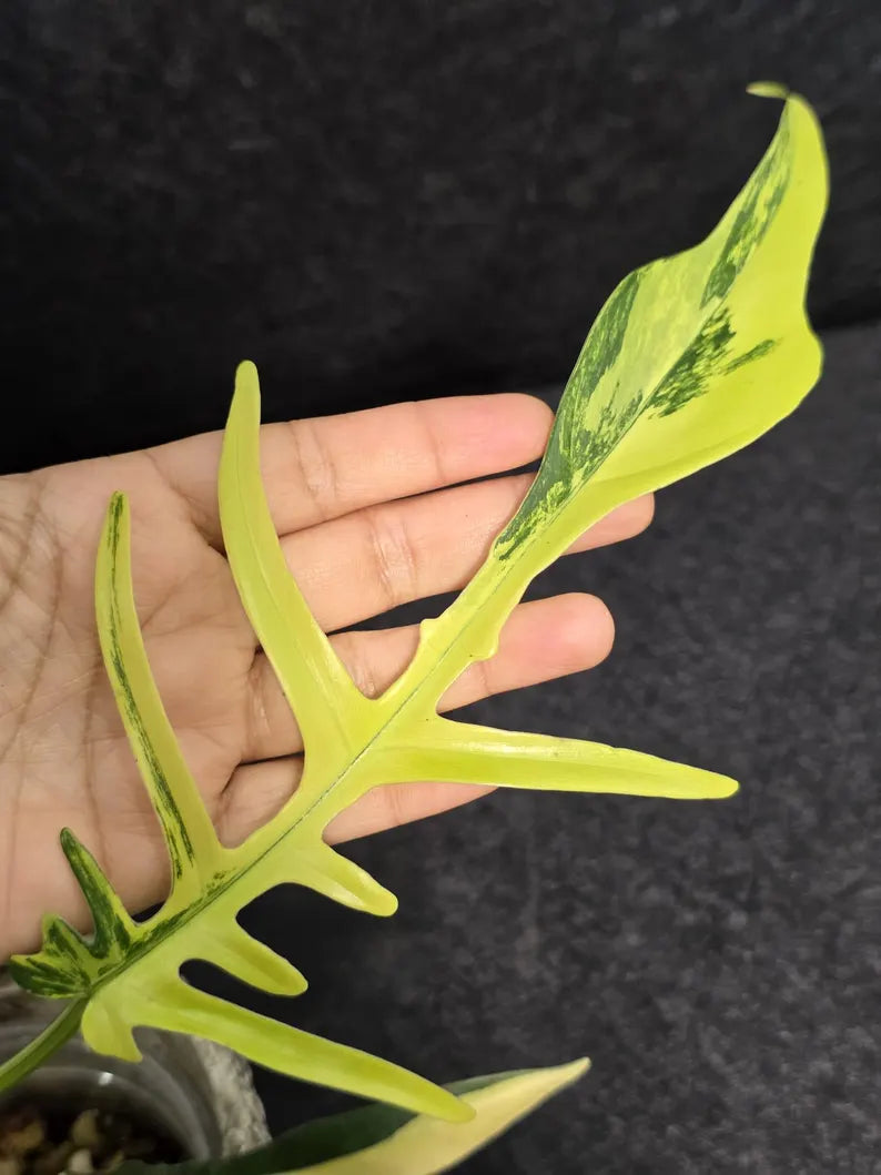 Rare Variegated Philodendron Florida Beauty x Tortum Live Plant - Split Leaf Aroid - Exotic Indoor Plant - Hybrid Aroid - US Seller