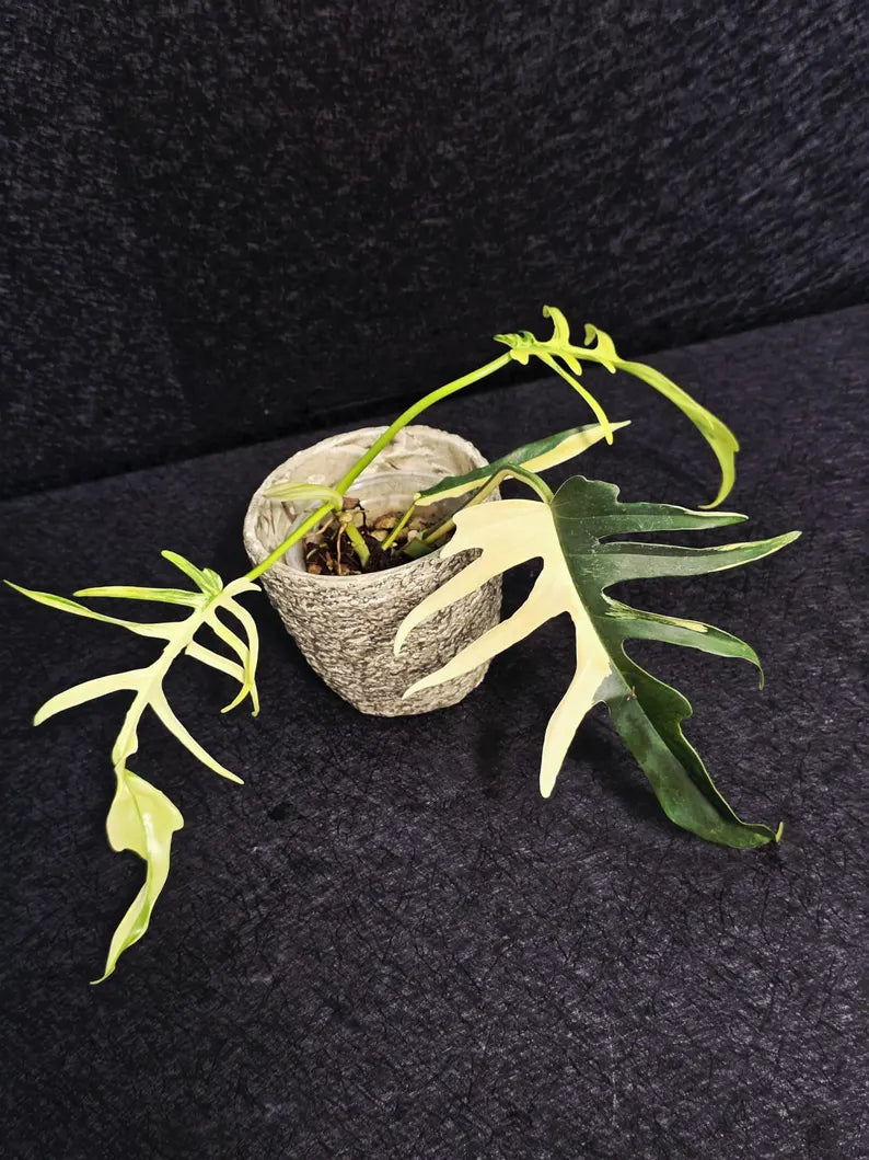 Rare Variegated Philodendron Florida Beauty x Tortum Live Plant - Split Leaf Aroid - Exotic Indoor Plant - Hybrid Aroid - US Seller