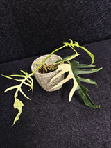Rare Variegated Philodendron Florida Beauty x Tortum Live Plant - Split Leaf Aroid - Exotic Indoor Plant - Hybrid Aroid - US Seller