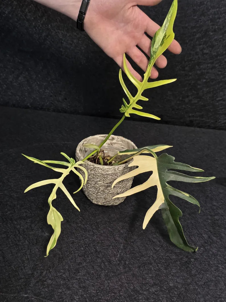 Rare Variegated Philodendron Florida Beauty x Tortum Live Plant - Split Leaf Aroid - Exotic Indoor Plant - Hybrid Aroid - US Seller