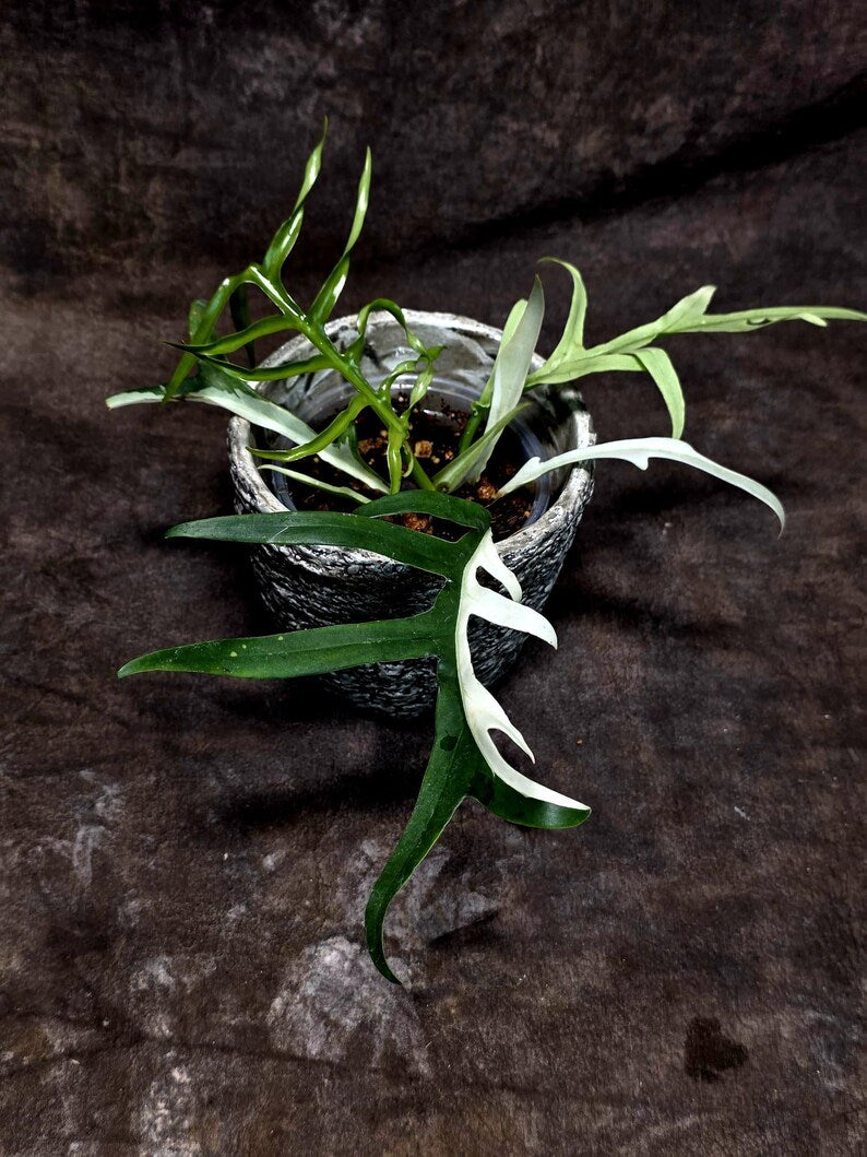 Rare Philodendron Tortum Albo Variegated Live Plant - Split Leaf Aroid - Exotic Indoor Plant - Exact Same Plant - US Seller