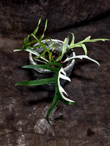 Rare Philodendron Tortum Albo Variegated Live Plant - Split Leaf Aroid - Exotic Indoor Plant - Exact Same Plant - US Seller