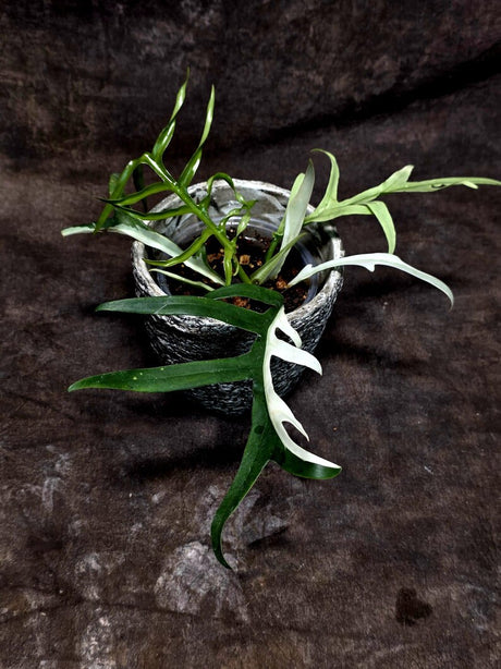 Rare Philodendron Tortum Albo Variegated Live Plant - Split Leaf Aroid - Exotic Indoor Plant - Exact Same Plant - US Seller