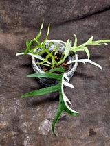 Rare Philodendron Tortum Albo Variegated Live Plant - Split Leaf Aroid - Exotic Indoor Plant - Exact Same Plant - US Seller