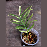 Rare Philodendron Tortum Variegated Live Plant - Split Leaf Philodendron - Variegated Aroid - Exotic Indoor Plant - US Seller